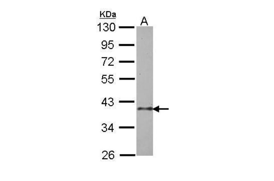 BUB3 Antibody from Signalway Antibody (35499) - Antibodies.com