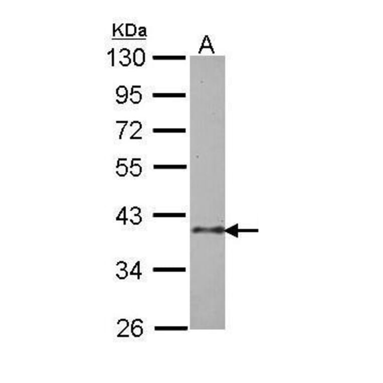 BUB3 Antibody from Signalway Antibody (35499) - Antibodies.com