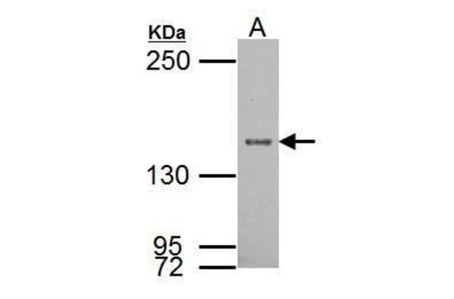 SRC1 Antibody from Signalway Antibody (35505) - Antibodies.com