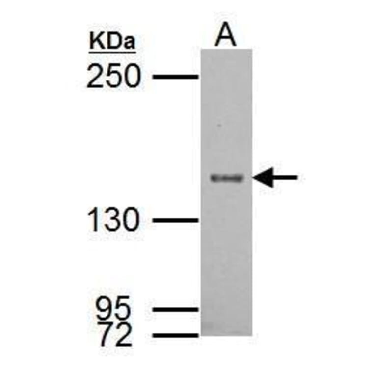 SRC1 Antibody from Signalway Antibody (35505) - Antibodies.com