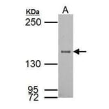 SRC1 Antibody from Signalway Antibody (35505) - Antibodies.com