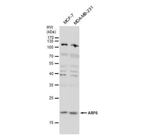 ARF6 Antibody from Signalway Antibody (35514) - Antibodies.com