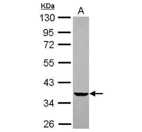 EDG2 Antibody from Signalway Antibody (35515) - Antibodies.com