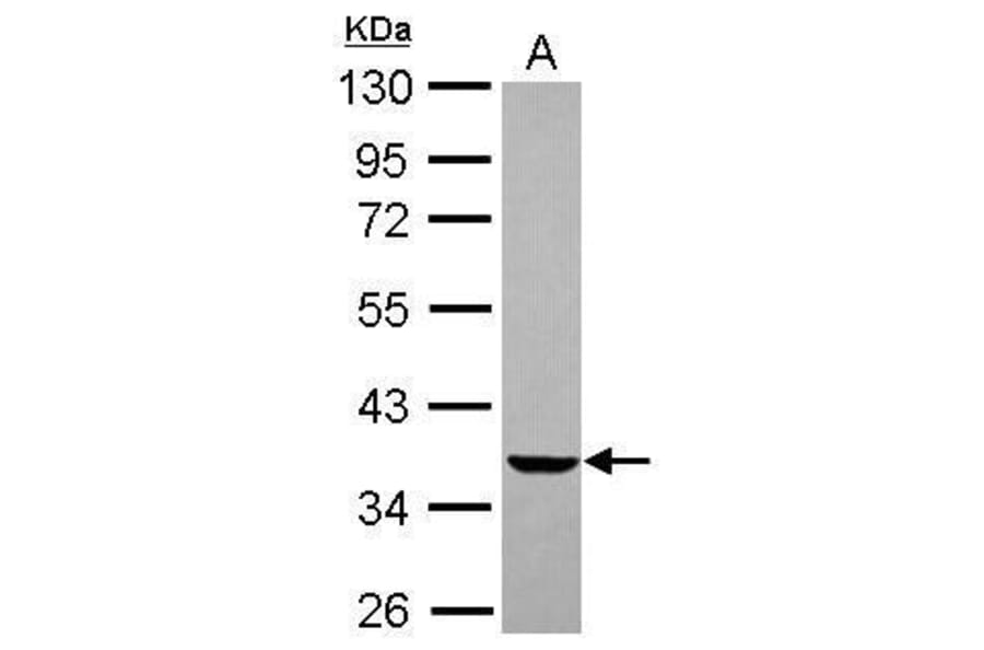 EDG2 Antibody from Signalway Antibody (35515) - Antibodies.com