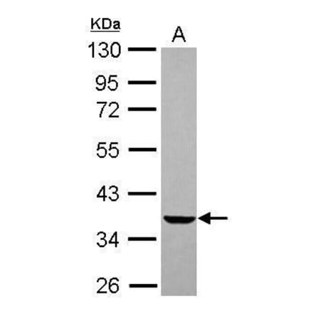 EDG2 Antibody from Signalway Antibody (35515) - Antibodies.com