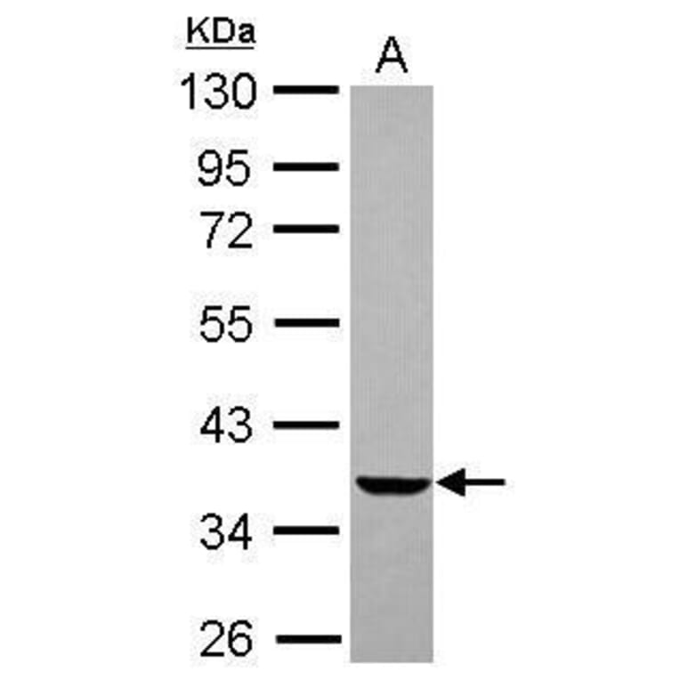 EDG2 Antibody from Signalway Antibody (35515) - Antibodies.com