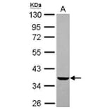 EDG2 Antibody from Signalway Antibody (35515) - Antibodies.com