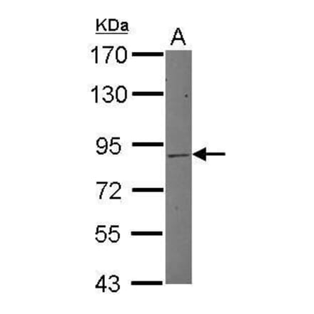MLH1 Antibody from Signalway Antibody (35518) - Antibodies.com