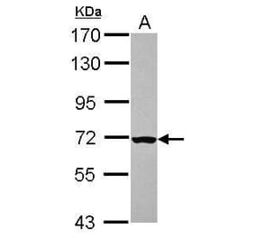 CHK2 Antibody from Signalway Antibody (35521) - Antibodies.com