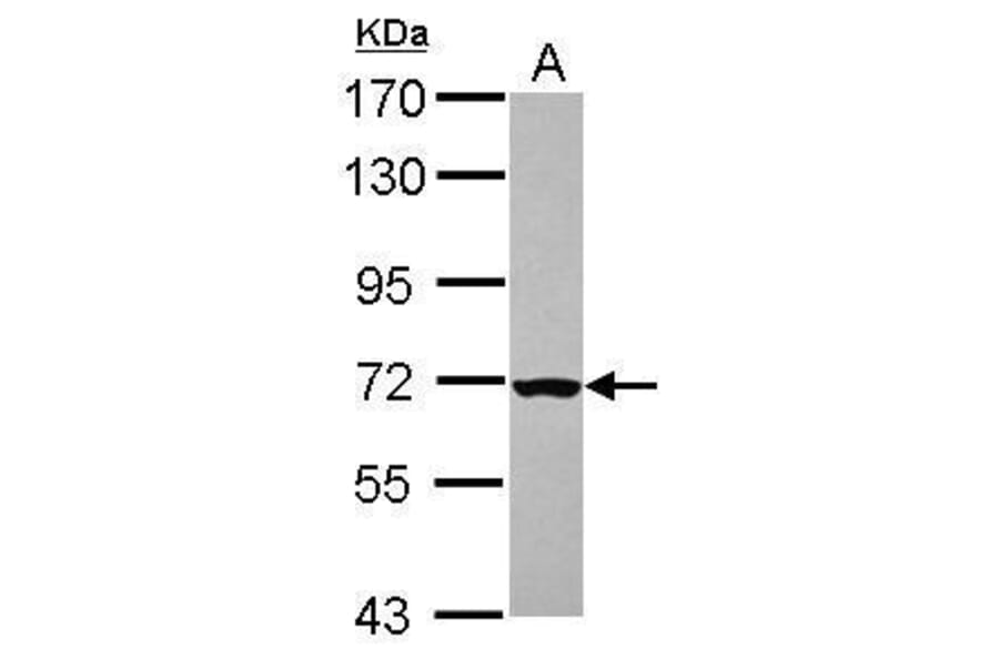 CHK2 Antibody from Signalway Antibody (35521) - Antibodies.com