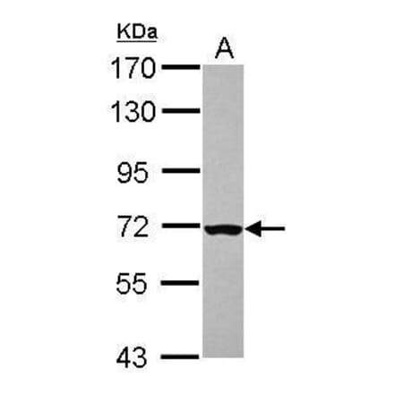 CHK2 Antibody from Signalway Antibody (35521) - Antibodies.com