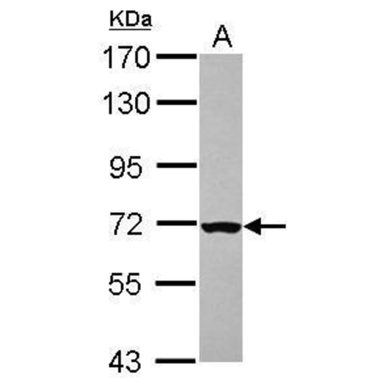 CHK2 Antibody from Signalway Antibody (35521) - Antibodies.com