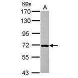 CHK2 Antibody from Signalway Antibody (35521) - Antibodies.com
