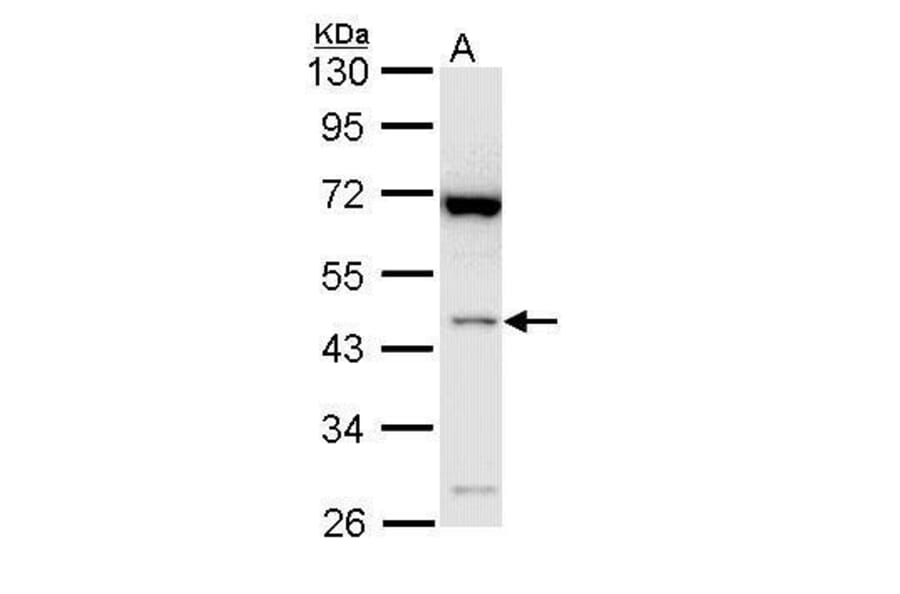 Bif1 Antibody from Signalway Antibody (35522) - Antibodies.com