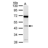 Bif1 Antibody from Signalway Antibody (35522) - Antibodies.com