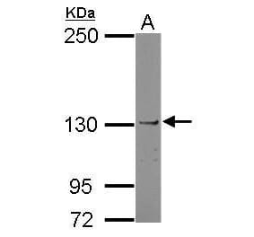 JAK1 Antibody from Signalway Antibody (35530) - Antibodies.com