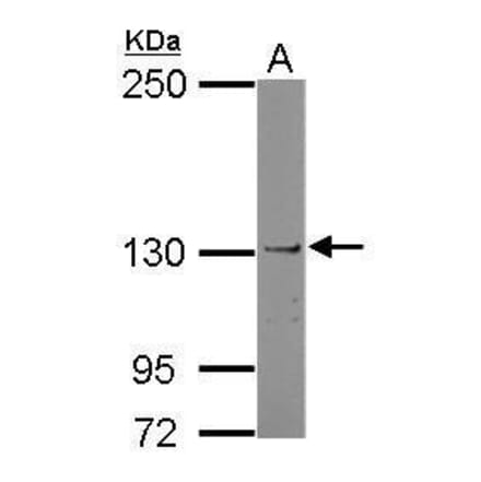JAK1 Antibody from Signalway Antibody (35530) - Antibodies.com