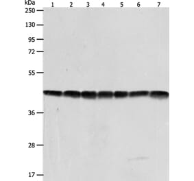 ACTB Antibody from Signalway Antibody (35532) - Antibodies.com