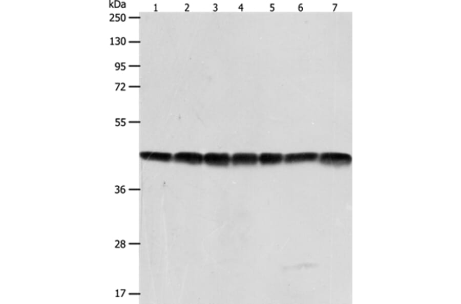 ACTB Antibody from Signalway Antibody (35532) - Antibodies.com
