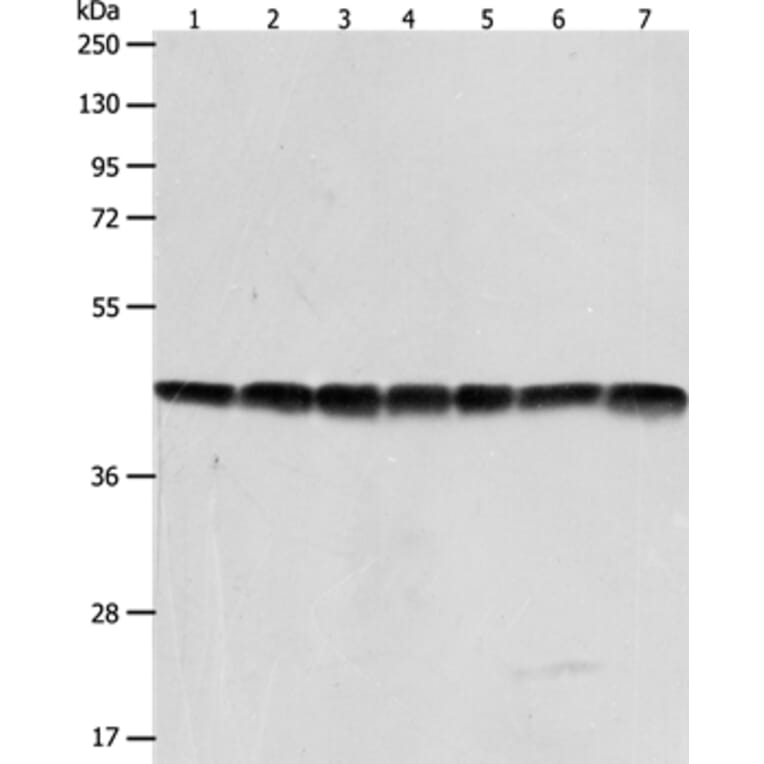 ACTB Antibody from Signalway Antibody (35532) - Antibodies.com