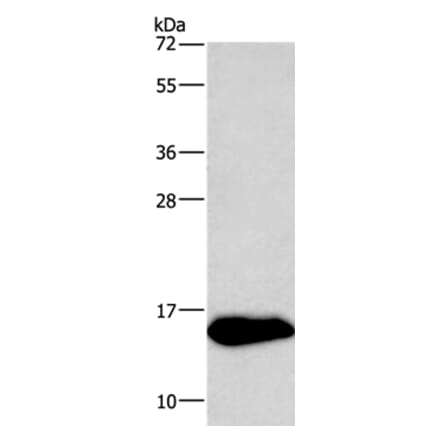 NRGN Antibody from Signalway Antibody (35545) - Antibodies.com