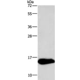 NRGN Antibody from Signalway Antibody (35545) - Antibodies.com