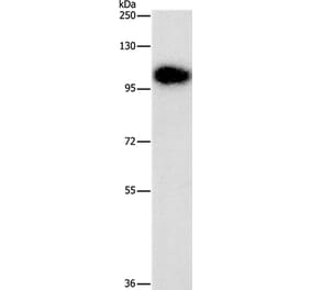 DNM3 Antibody from Signalway Antibody (35718) - Antibodies.com