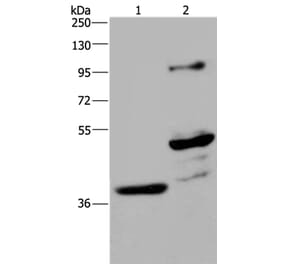 GAS7 Antibody from Signalway Antibody (35750) - Antibodies.com