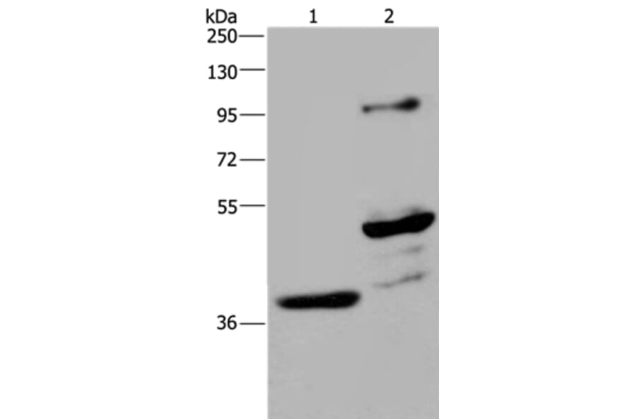 GAS7 Antibody from Signalway Antibody (35750) - Antibodies.com