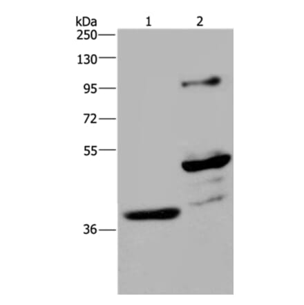 GAS7 Antibody from Signalway Antibody (35750) - Antibodies.com