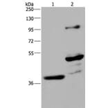 GAS7 Antibody from Signalway Antibody (35750) - Antibodies.com