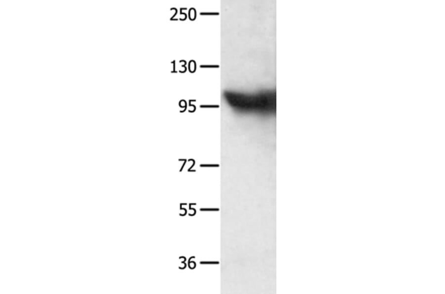 MCM8 Antibody from Signalway Antibody (35812) - Antibodies.com