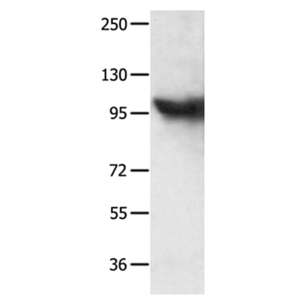 MCM8 Antibody from Signalway Antibody (35812) - Antibodies.com