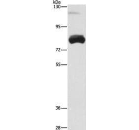OAS2 Antibody from Signalway Antibody (35848) - Antibodies.com