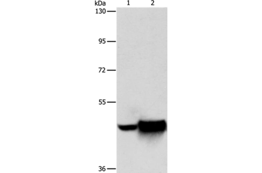 MAPT Antibody from Signalway Antibody (35947) - Antibodies.com