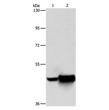 MAPT Antibody from Signalway Antibody (35947) - Antibodies.com