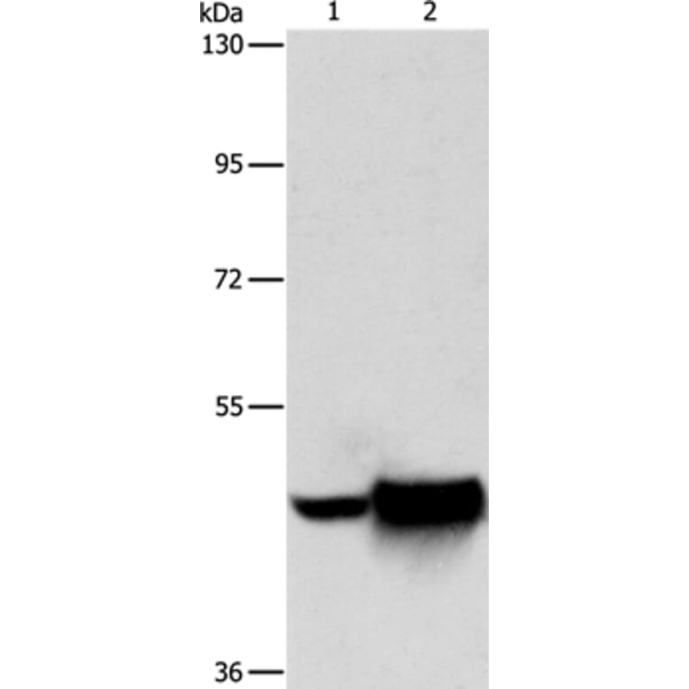 MAPT Antibody from Signalway Antibody (35947) - Antibodies.com
