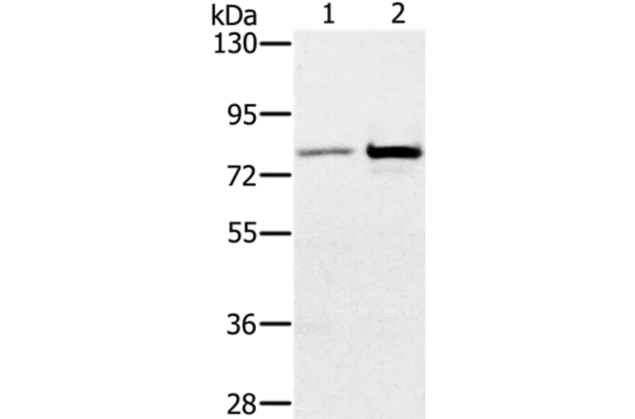 CARF Antibody from Signalway Antibody (36090) - Antibodies.com