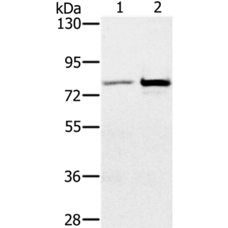 CARF Antibody from Signalway Antibody (36090) - Antibodies.com