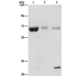 NAE1 Antibody from Signalway Antibody (36122) - Antibodies.com