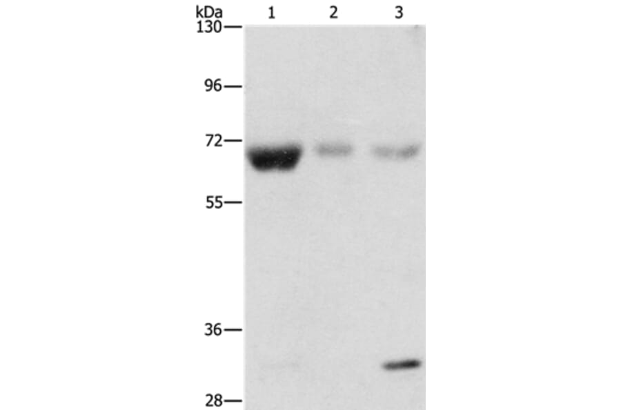 NAE1 Antibody from Signalway Antibody (36122) - Antibodies.com