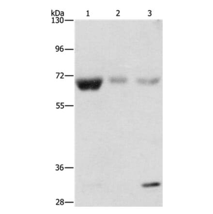 NAE1 Antibody from Signalway Antibody (36122) - Antibodies.com