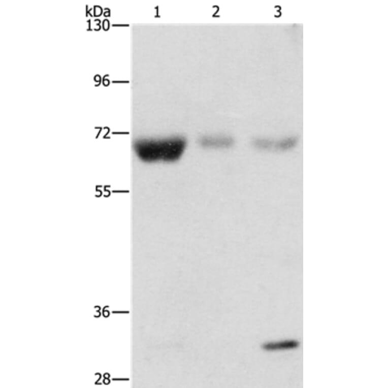 NAE1 Antibody from Signalway Antibody (36122) - Antibodies.com