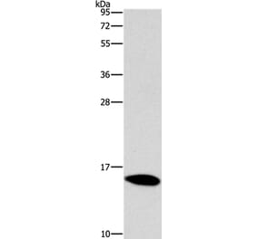 CST4 Antibody from Signalway Antibody (36216) - Antibodies.com