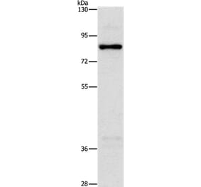 NOL9 Antibody from Signalway Antibody (36222) - Antibodies.com