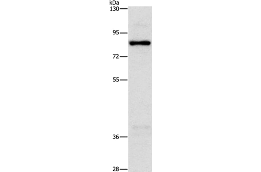 NOL9 Antibody from Signalway Antibody (36222) - Antibodies.com