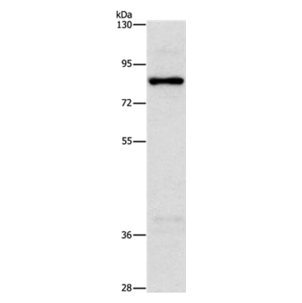 NOL9 Antibody from Signalway Antibody (36222) - Antibodies.com