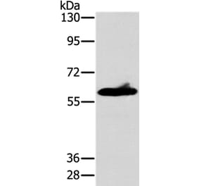 ASB3 Antibody from Signalway Antibody (36264) - Antibodies.com