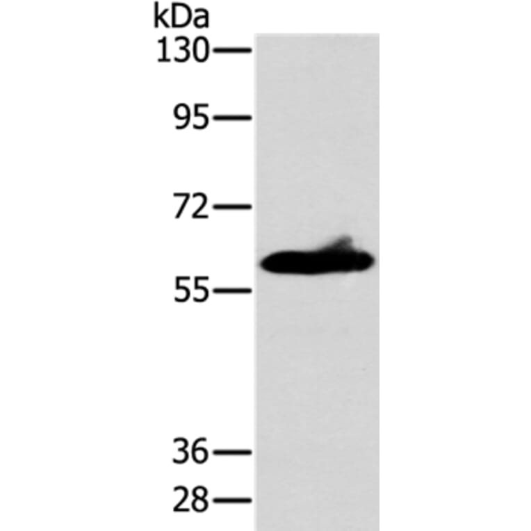 ASB3 Antibody from Signalway Antibody (36264) - Antibodies.com