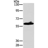 ASB3 Antibody from Signalway Antibody (36264) - Antibodies.com